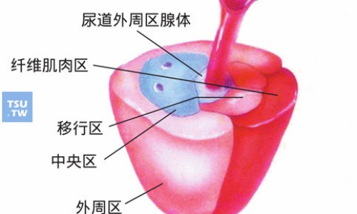 前置胎盘胎盘偏低-前置胎盘低置48毫米危险吗四个月网 - 网站提供前置胎盘和胎盘低置有什么区别小常识、前置胎盘低有什么危害